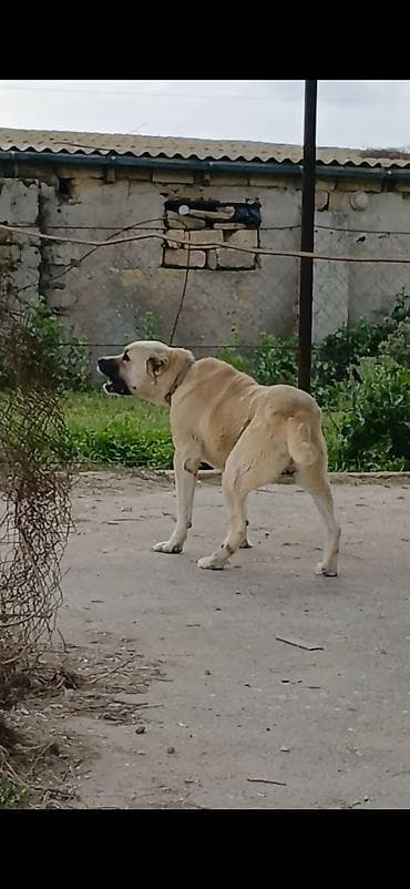 ev iti balaca: Qurdbasar, 2 il, Erkek, Peyvəndli, Ödənişli çatdırılma — 3