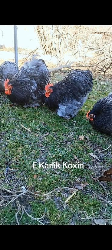 heyvanlara verilən xüsusi adlar: Toyuq, Damazlıq — 4