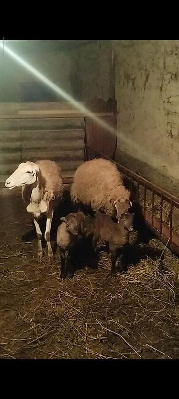 berde mal bazari 2020: Qoyun və quzular yerli qoyunlar 3 ana qoyun və 3 quzu quzularin ikisi — 1