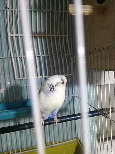 Pişiklər: Valnıstı dişi ərkeyi olmadığına görə satılır tam sağlam cütə hazır — 5