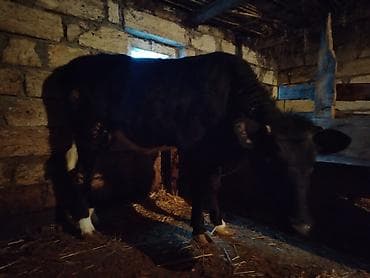 malta iti: Satılır: qara rəngdə gənc inək (dişi). Xüsusiyyətlər: - Bədən — 1