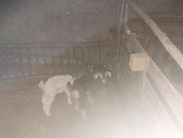 Məhsul: Oğlaq balaları Təsvir: - Şəkillərdə müxtəlif rənglərdə (ağ və