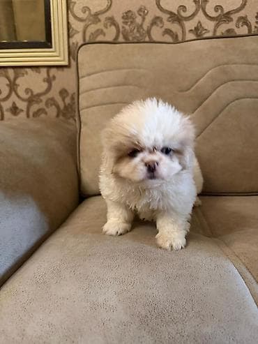 bala it sekilleri: Pekines, 2 ay, Peyvəndli, Ünvandan götürmə, Pulsuz çatdırılma, Ödənişli çatdırılma — 8