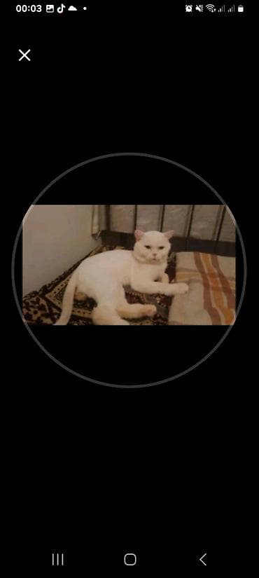 dele heyvan: Yaxşı əllərə — 2