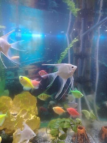 tetra: Dördbucaq akvarium, Balıqlarla birlikdə, 70 l, Ünvandan götürmə, Ödənişli çatdırılma, Rayonlara çatdırılma — 3