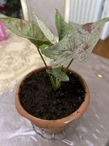 pekan qozu qiymeti: Butun guleri endirimnen satiram ancag xanimlara satiw olur cox gul — 1