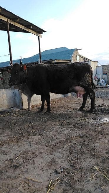 inəyin balası: 17 litir sud verir 4cu balasidi 10 gundu dogub erkey balasi var — 2