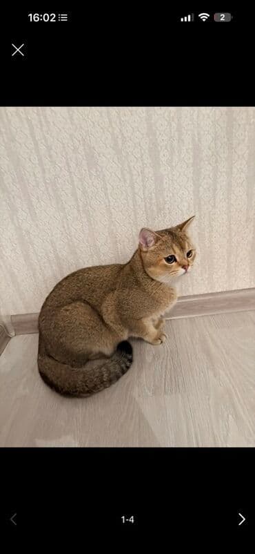 şotlant pisiyi: Britan, Dişi — 1