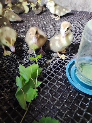 kuban qaz: Qaz cücələri, Damazlıq, Ünvandan götürmə — 6