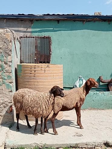boğaz qoyun: Dişi, Qala, il: 1, 60 kq, Damazlıq, Ətlik, Pulsuz çatdırılma — 4