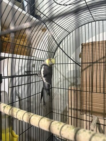 papuqay sekilleri: Salam quslar cavan quslardir cutdur tek satilmir. Her ilisine aitdir — 3