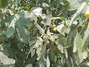 berdede ucuz evler: Digah, 80 kv. m, 4 otaqlı, Hovuzsuz, Qaz, Kanalizasiya, Artezian quyusu — 9