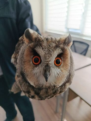 inek alım satım: Tür: Bayquş (ehtimalən uzunqulaq bayquşu – uzun “qulaq” tükləri və iri — 1