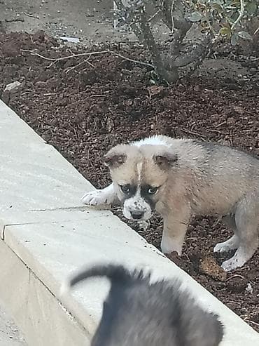 pikines qiymeti: Salam 25 Gunlukdiler Samaxi Qurdbasar kucukleri di Erkek disi. Cut — 2