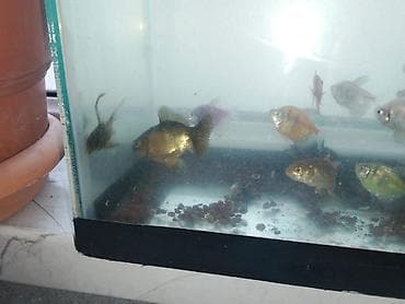 akvarium gence: Qızıl balıq, Sülhsevər — 3