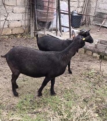 Təmiz orginal murciyano keçiləri yetik boğazdılar 6 dənə keçidi