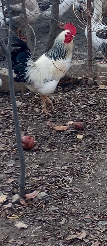 Cücələr: Xoruz, il: 1, Ünvandan götürmə — 1