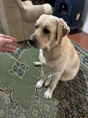 ev heyvanları it: Labrador-retriver, Erkek — 2