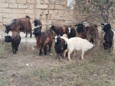 Quşlar: Təsvir: - Şəkillərdə müxtəlif rəngli (qara, qonur, ağ və qarışıq) uzun — 3