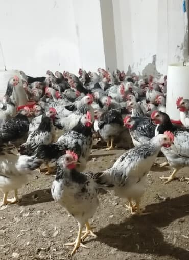 Serebirist çolpalarimiz var bütün rayonlara çatdırma pulsuzdur kim