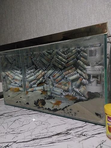 akvarium baliqlari qizil baliq: Akvaryum komplekti - Şüşə akvarium, üst hissədə qızılı dekorativ — 4