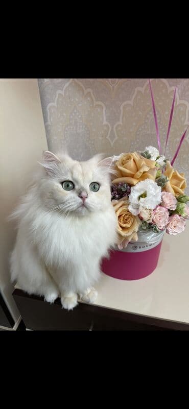 шиншилла британская: Britan, Erkək — 15