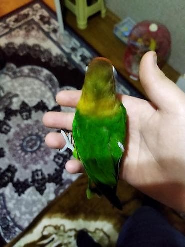 İtlər: Salam pul lazımdır deyə satılır ucuz cüt 8 yumurtası var əl qusudu — 5