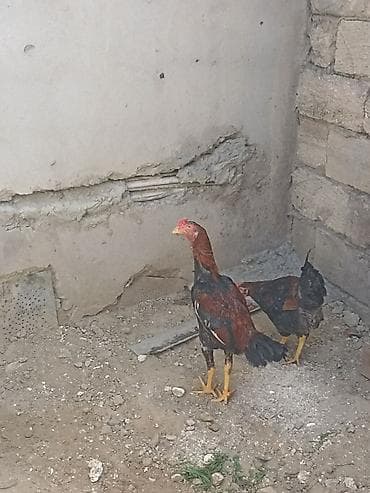 kend toyugu: Toyuq, Damazlıq — 1