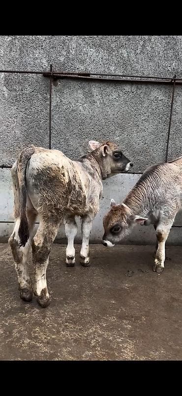 heyvan bazari inekler: Məhsul: Dana balaları (2 baş) Xüsusiyyətlər: - Cins tipi: yerli — 6