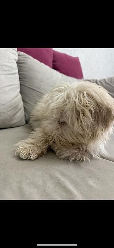 rottweiler satisi: Pudel, Erkek — 6