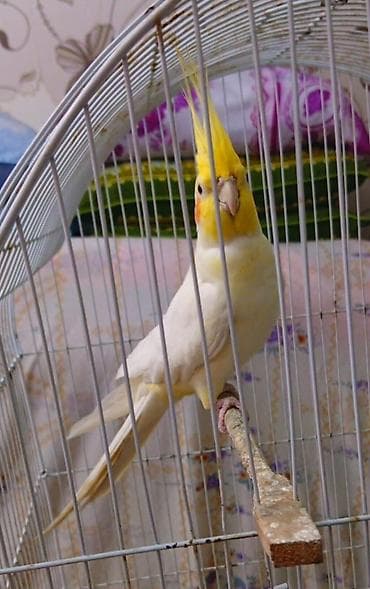 Erkey. Nimfa-sarı daraqlı, ağ-krem lələkləri və yanaqlarında narıncı