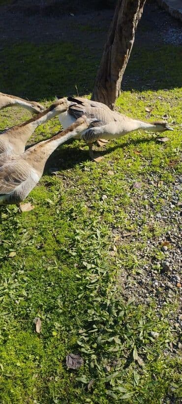 en cox sud veren inekler: Erkək, Damazlıq, Ödənişli çatdırılma — 1