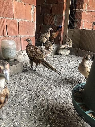 quş yuvası düzəltmək: Qafqa qirqovullar — 2