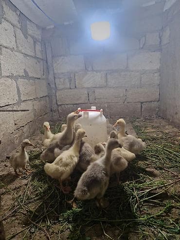 haski balasi: Salam Aleykum 15 Dene Qaz Balasidir . 10 Denesi 20 Gunlukdur 5 — 1