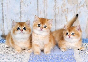 Кошки: Шотландская, Самец, Самка, В добрые руки, Самовывоз, Бесплатная доставка, Платная доставка — 4