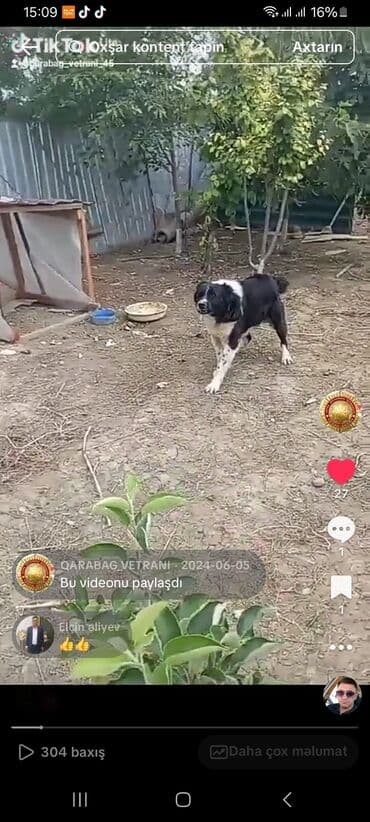 отдам собаку в хорошие руки: 1 год, Самец, С прививками — 2