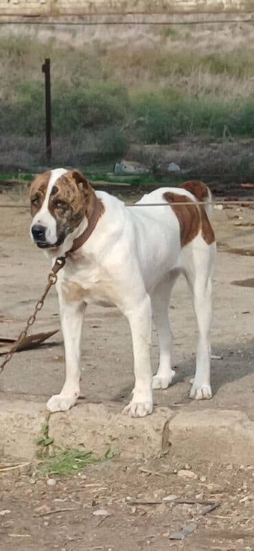 it davası 2020: Qurdbasar, 1 il, Dişi, Peyvəndli, Ödənişli çatdırılma — 20