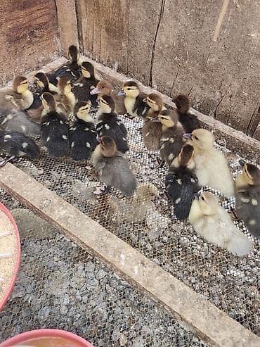balaca atlar: Mövzu: Ördək balaları – müxtəlif rənglərdə, sağlam və çevik Təsvir: - — 2