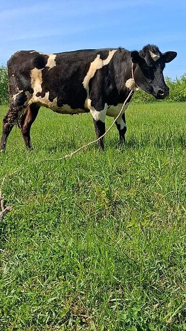 cins inək: Dişi, Simental, il: 6, Südlük, Ünvandan götürmə — 4