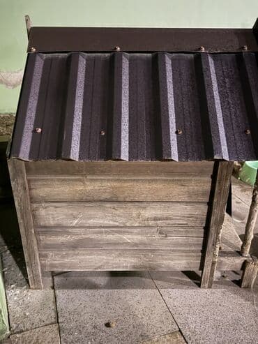 Птицы: Taxta it evi.islenib yeniden secilmir ela veziyyetdedir.temiz — 2