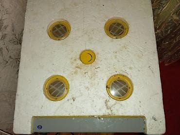 inkubator cuceleri: 300 yumurta, Çin, Tam avtomat — 1