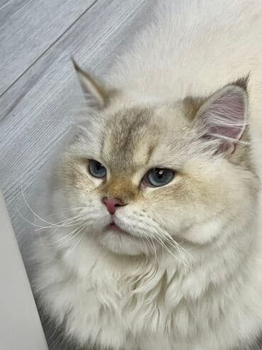 maraqli pişik adları: Şinşilla, Erkək — 2