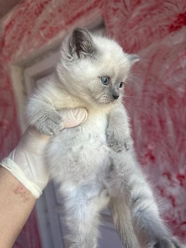 pişik siyam: Şinşilla, Erkək — 5