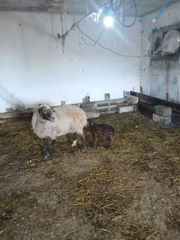 Коровы, быки: Ana bala 380man 3cu qarlndl dogur. bașqa bogaz heyvanlarlmda — 10