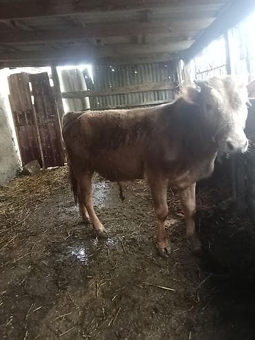 pekines it satisi: Riyal alci zengin vursun super erki dandi ünvan celilibada isdəyən — 4