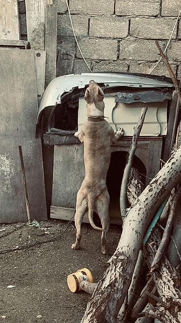 tap az heyvanlar: Pitbul, 1 il, Dişi, Peyvəndli, Ünvandan götürmə — 2