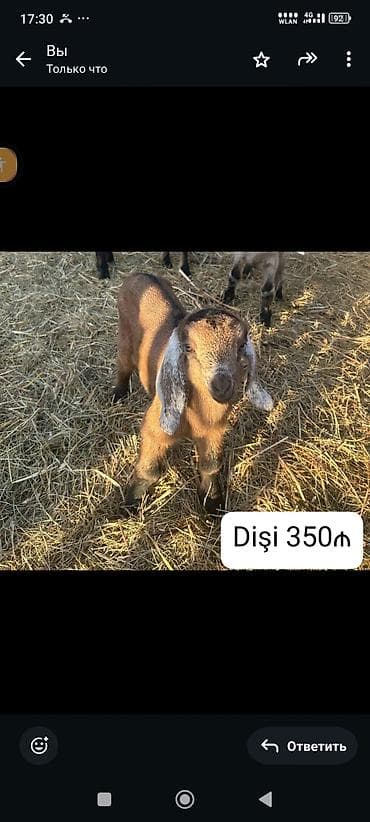 arpa bugda satisi: Salam, Nubian keçi balaları satılır. Рождены 07.01.2026. Отец ЧП — 5