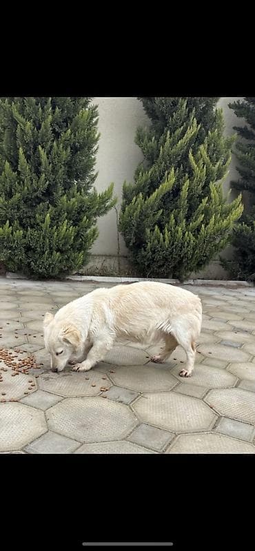 pekines itlər: Peyvəndli — 1