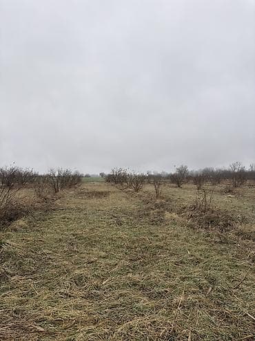 4 mikrorayon kiraye evler: Kənd təsərrüfatı, Kupça (Çıxarış) — 9