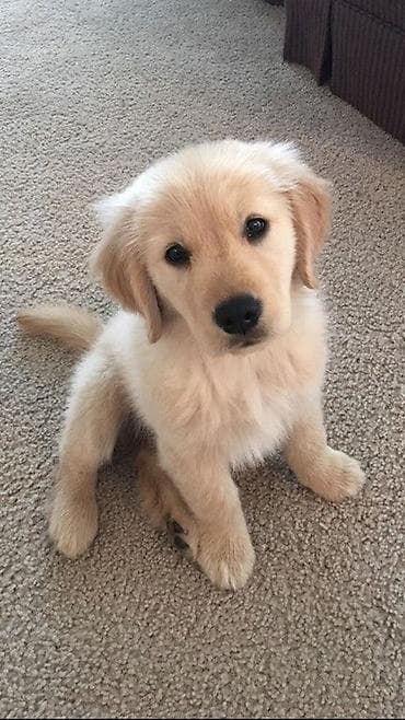 Retriever, 2 ay, Ünvandan götürmə lalafo.az -da Retriever, 2 ay, Ünvandan götürmə
